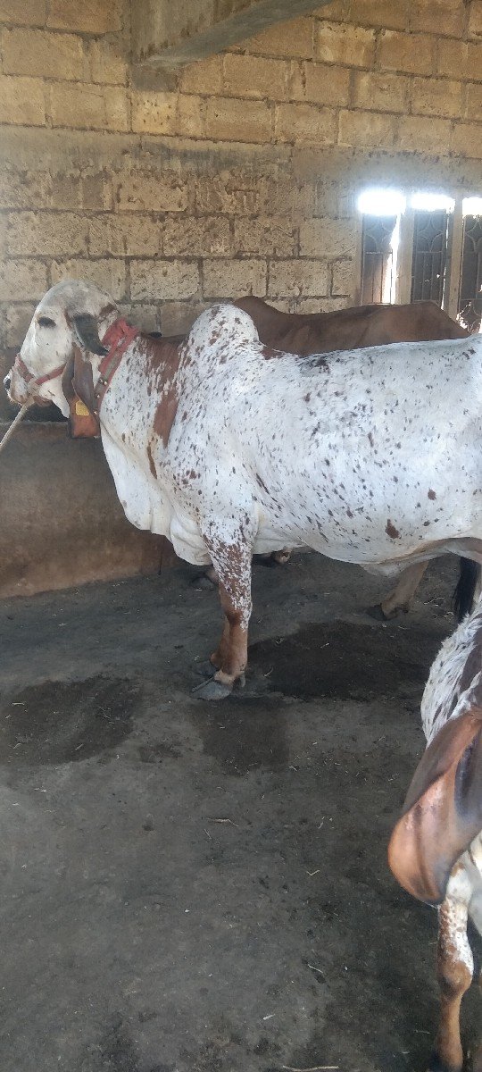 ગાય વેચવાની છે