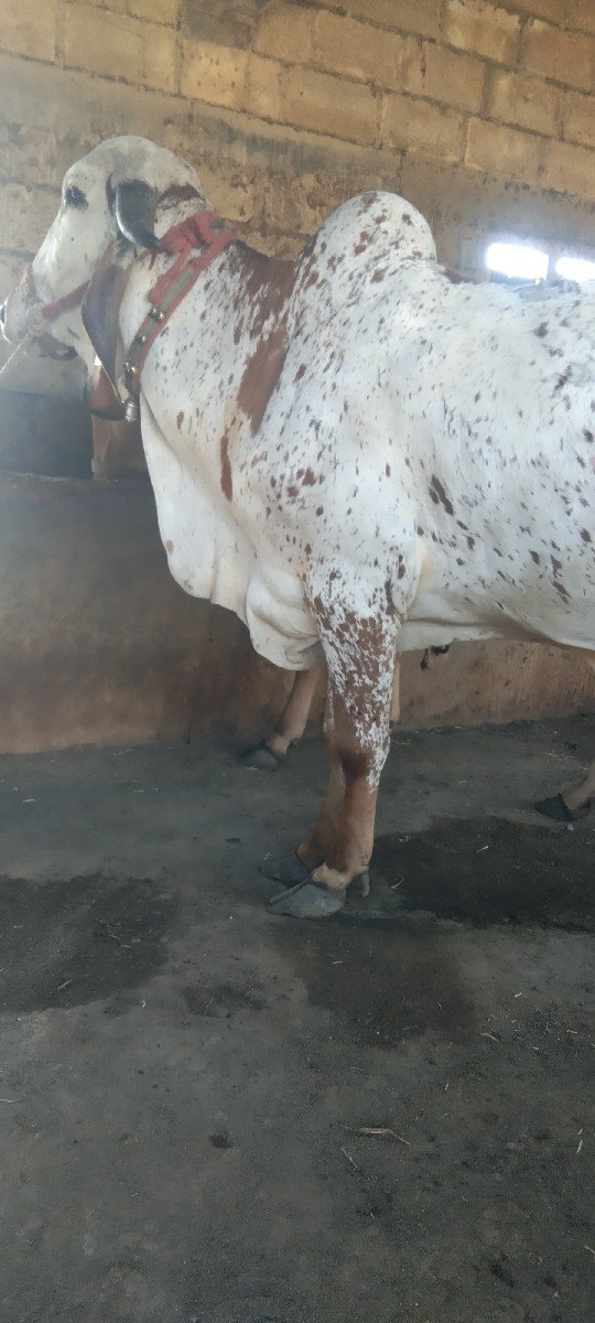 ગાય વેચવાની છે