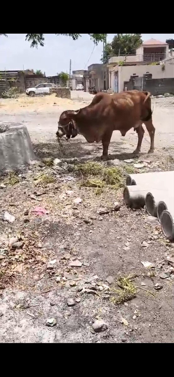 આ ગાય વેચવાની છે