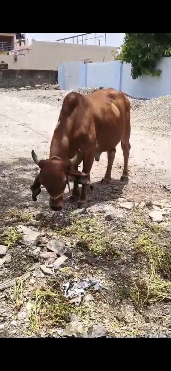 આ ગાય વેચવાની છે