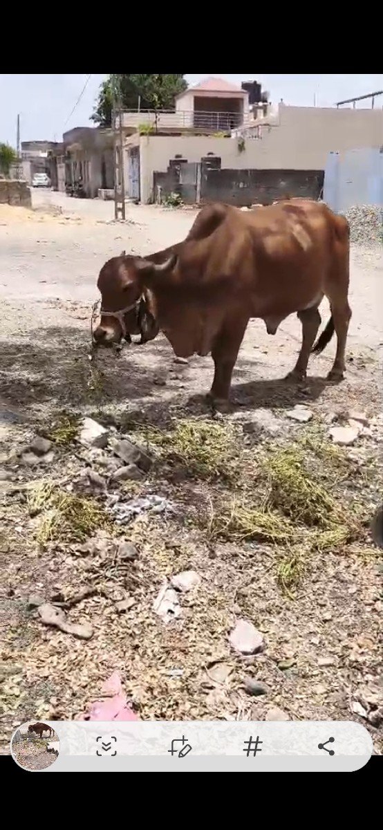 આ ગાય વેચવાની છે
