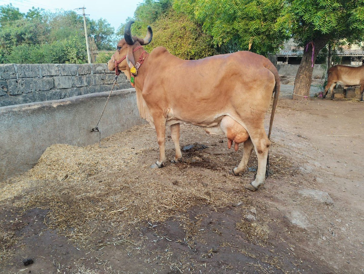 gaya