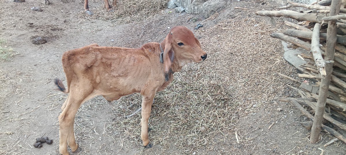 નાથાભાઈ