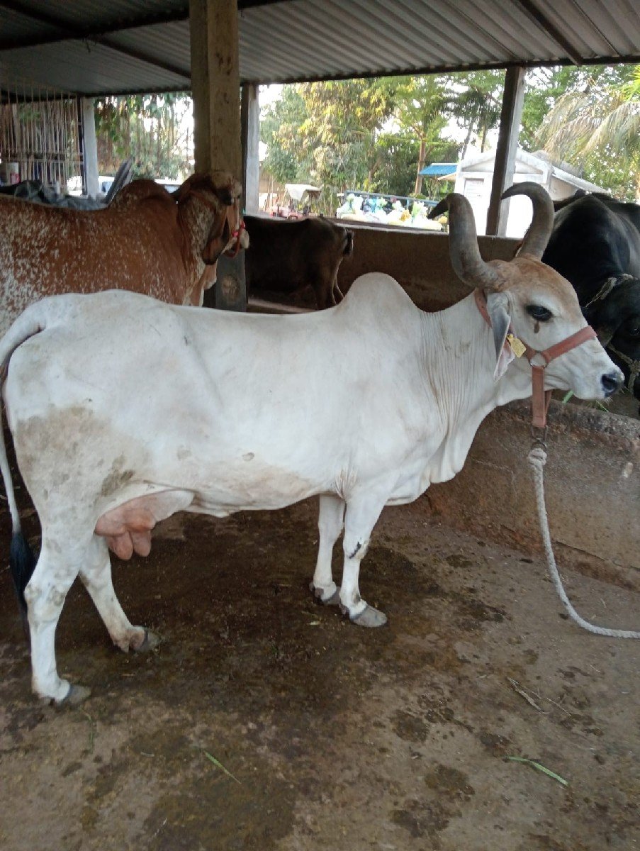 ગાય વેચવાની છે