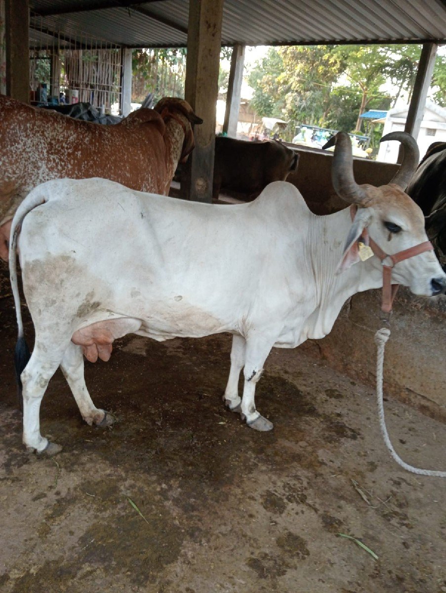 ગાય વેચવાની છે