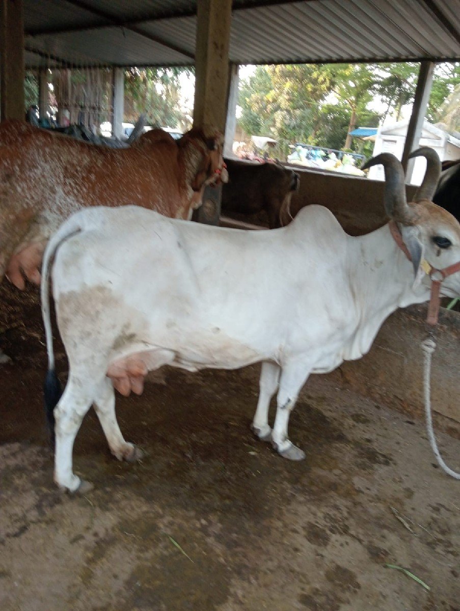 ગાય વેચવાની છે
