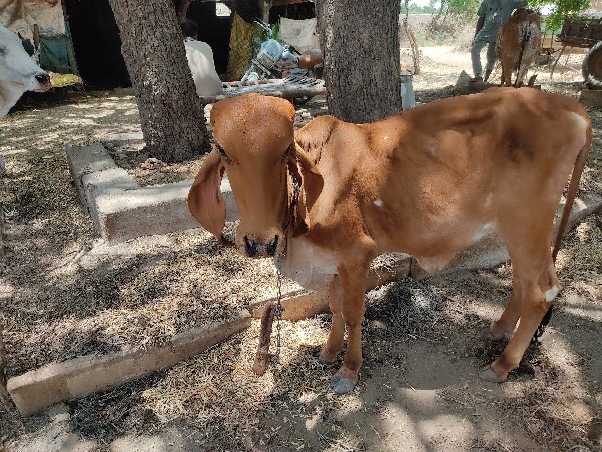 4 vachhdiyu vechvani chhe