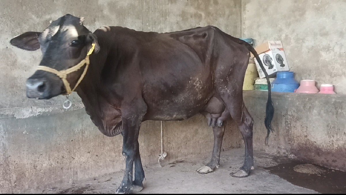 ગાય વેચવા ની છે
