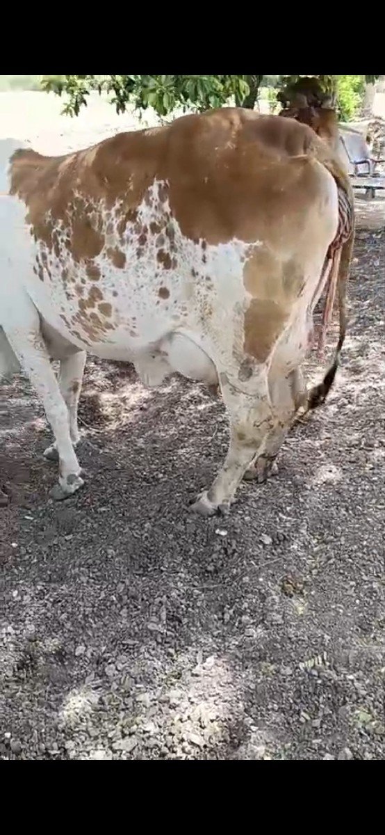 ગાય વેચવાની છે