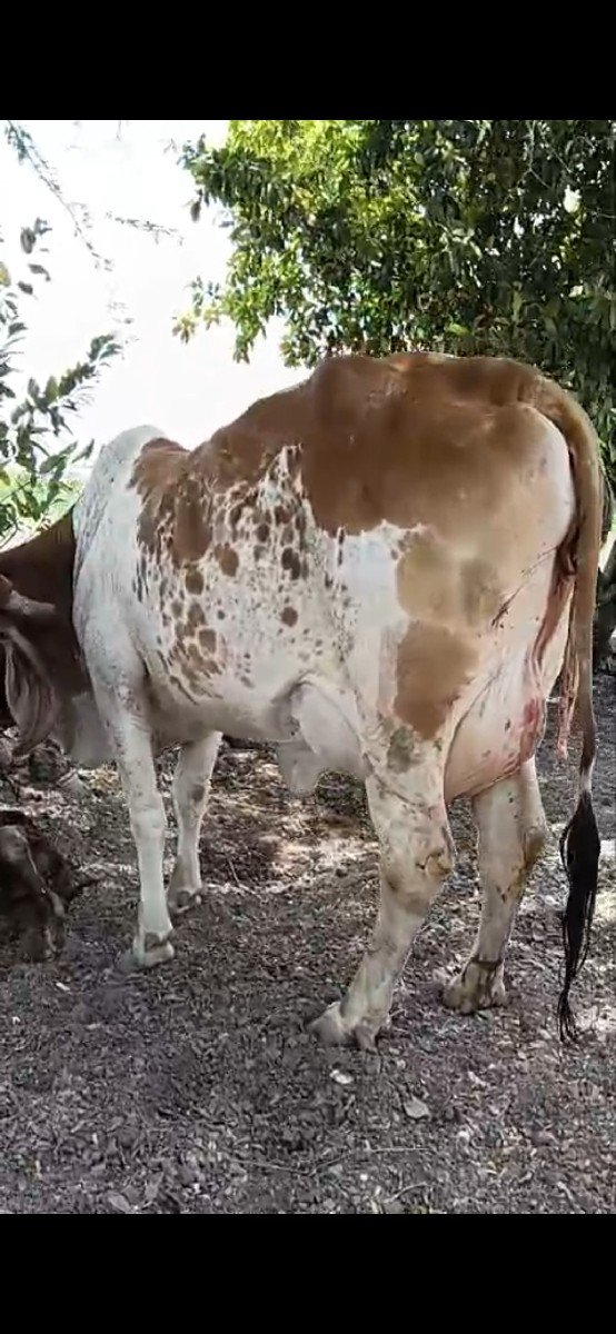 ગાય વેચવાની છે