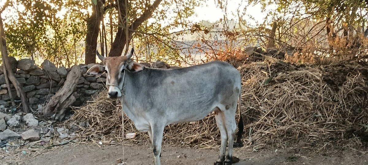 ગાય વેચવાની છે
