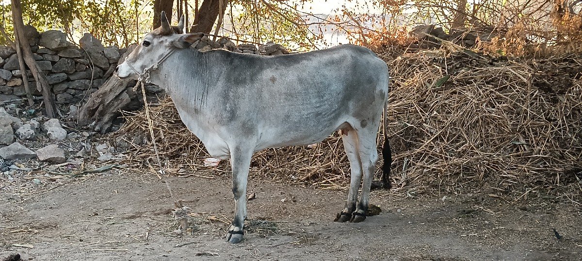 ગાય વેચવાની છે
