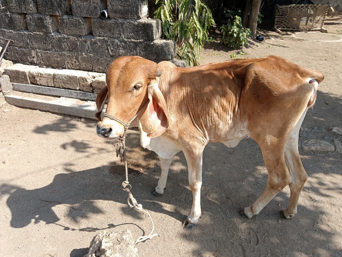 વાછડી વેચવાની છે