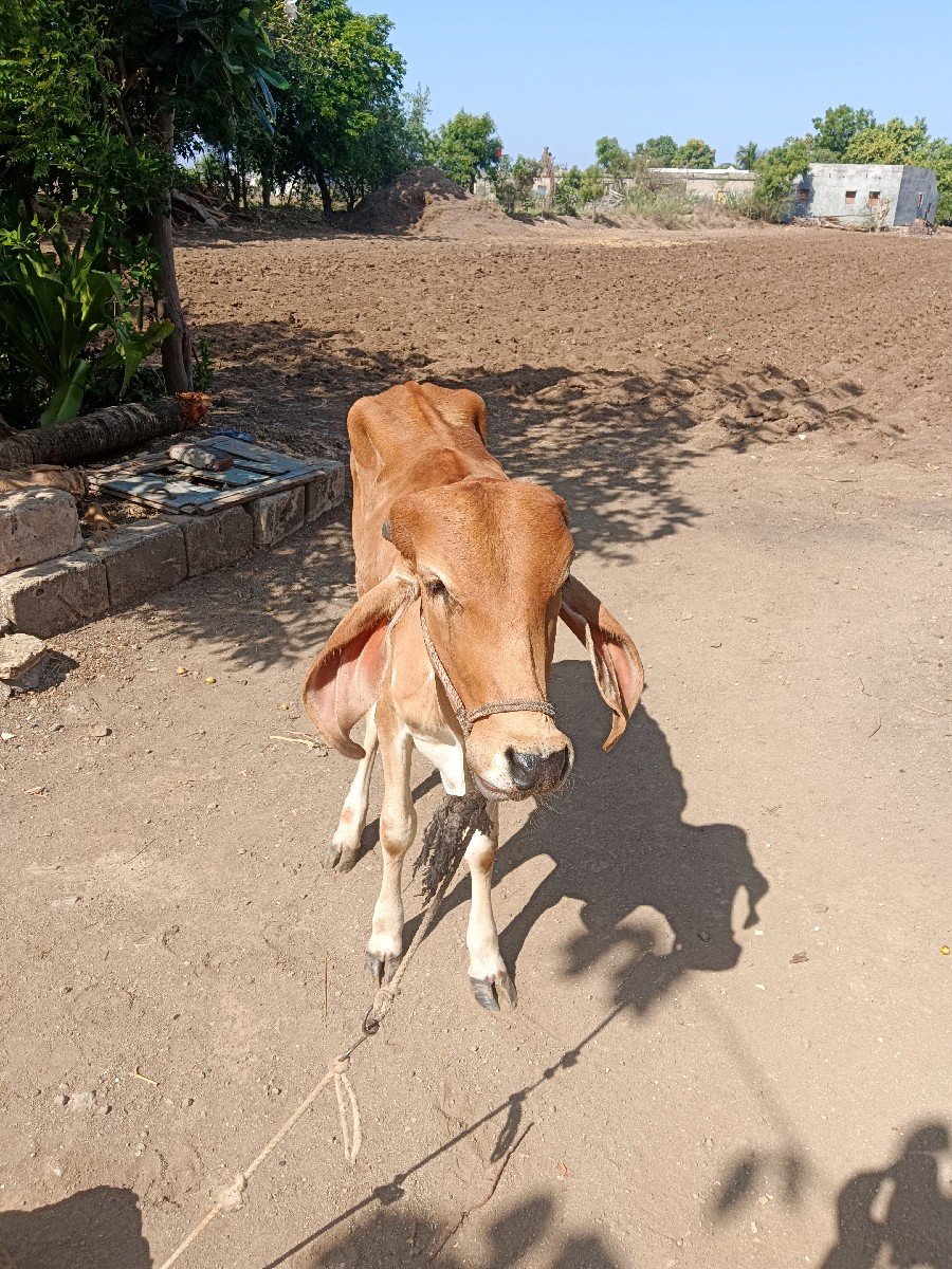 વાછડી વેચવાની છે