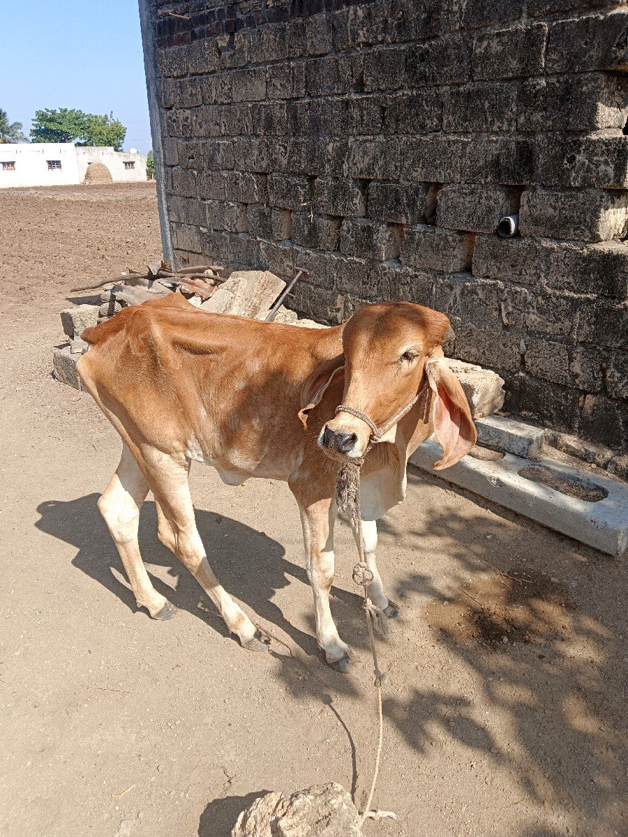 વાછડી વેચવાની છે