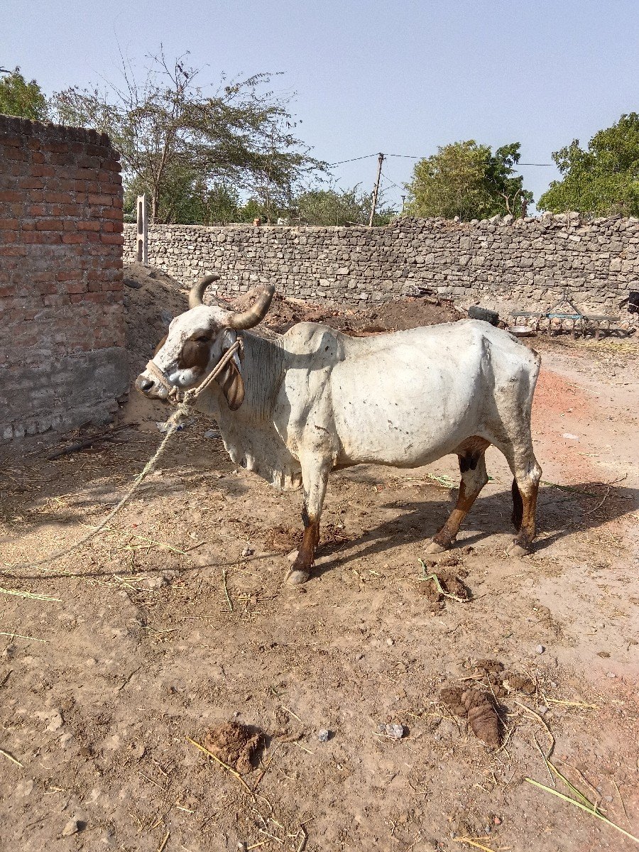 આ ગાય વેચવાની છે