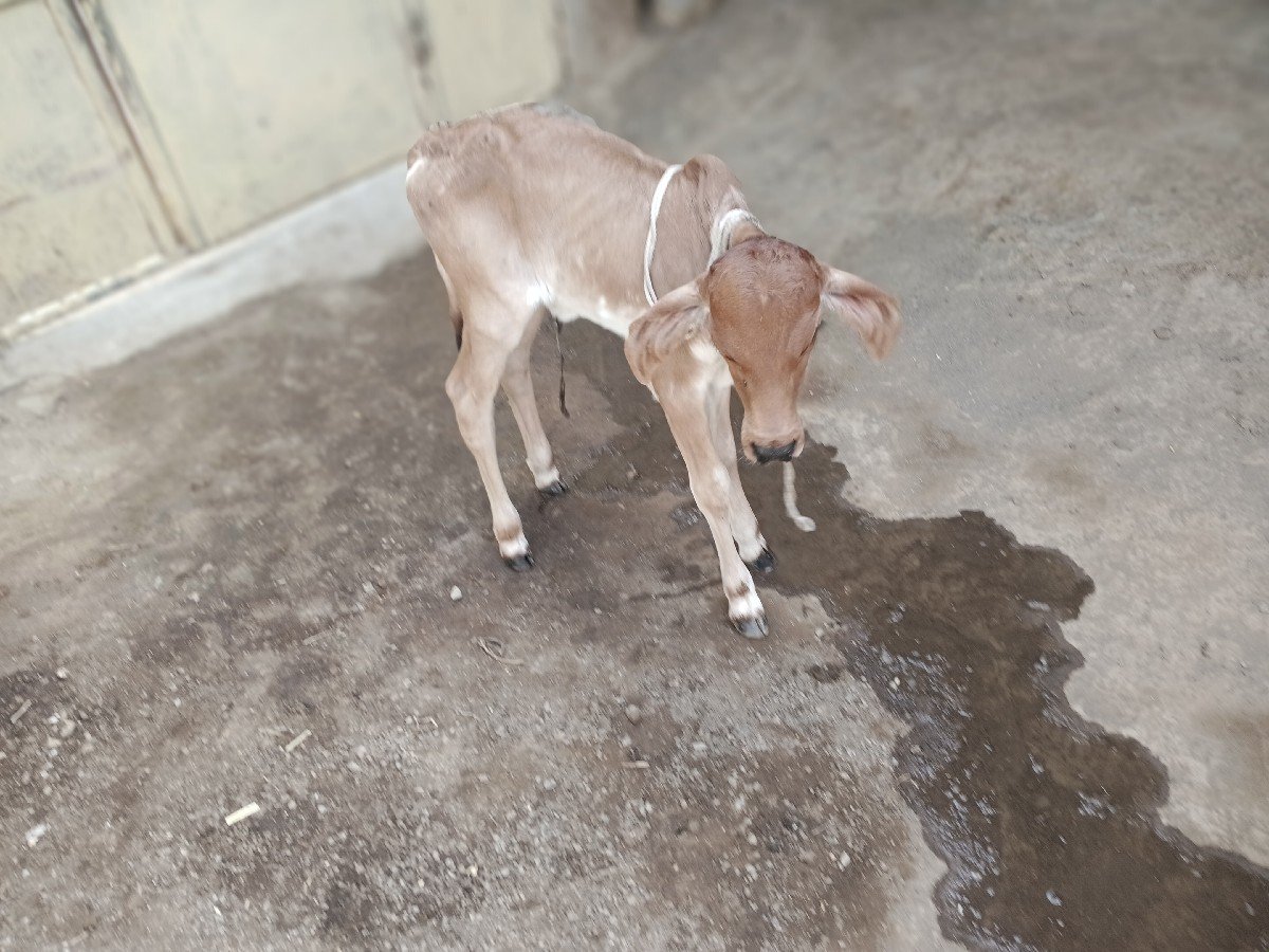 આ સોનકપીલા વાસડી