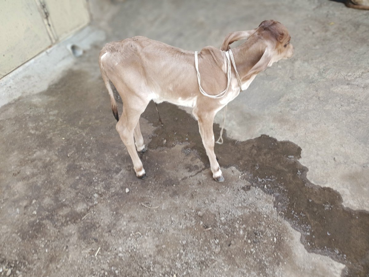 આ સોનકપીલા વાસડી