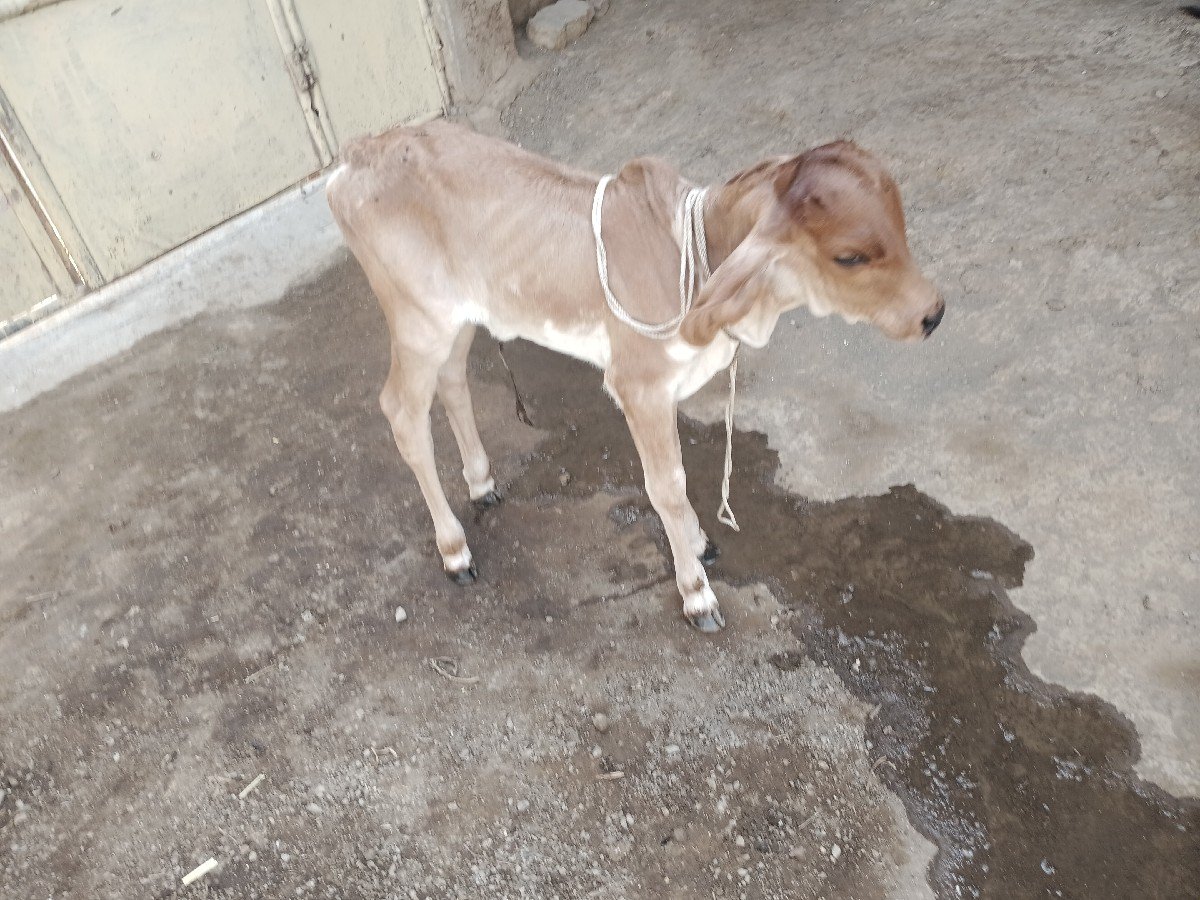 આ સોનકપીલા વાસડી