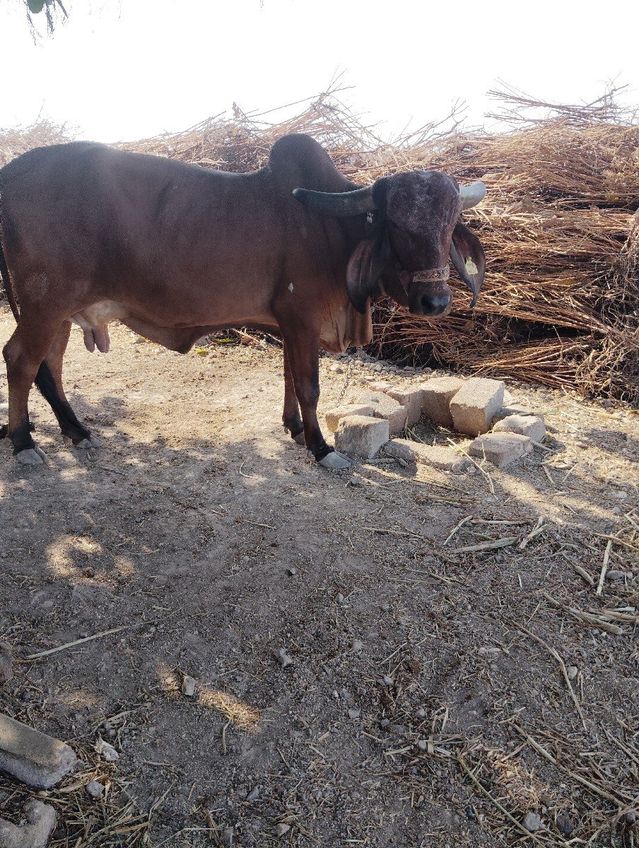ગાયનેહોડકીવેચવાનાછે