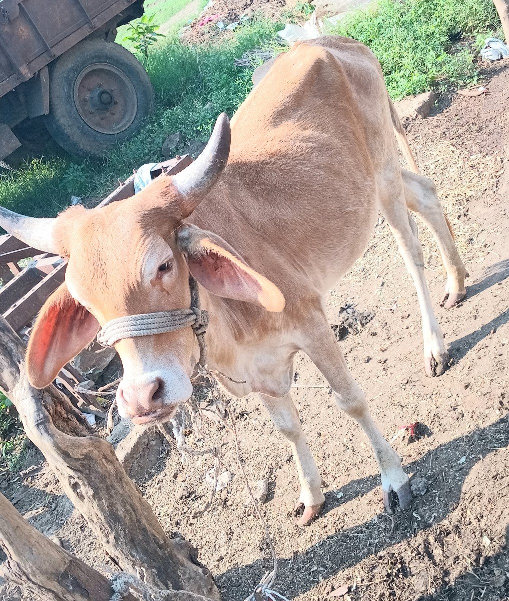 આ સોન કપિલા ઓળખે વેચવાની છે