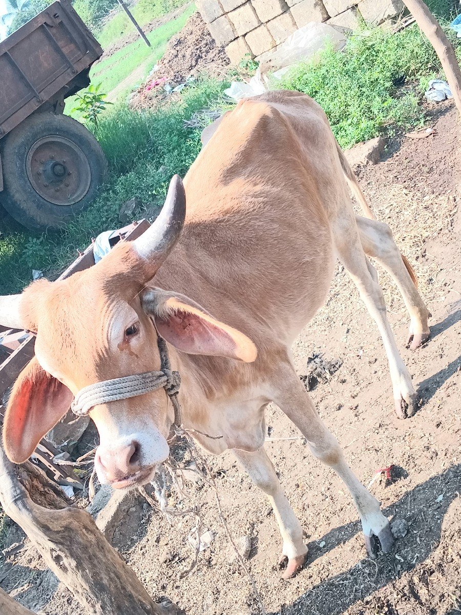 આ સોન કપિલા ઓળખે વેચવાની છે