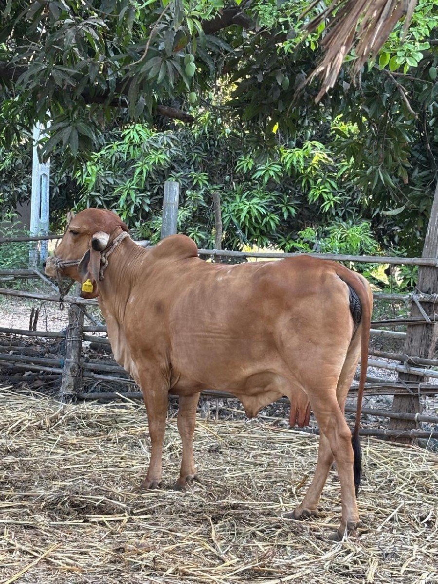 વેચવાની છે