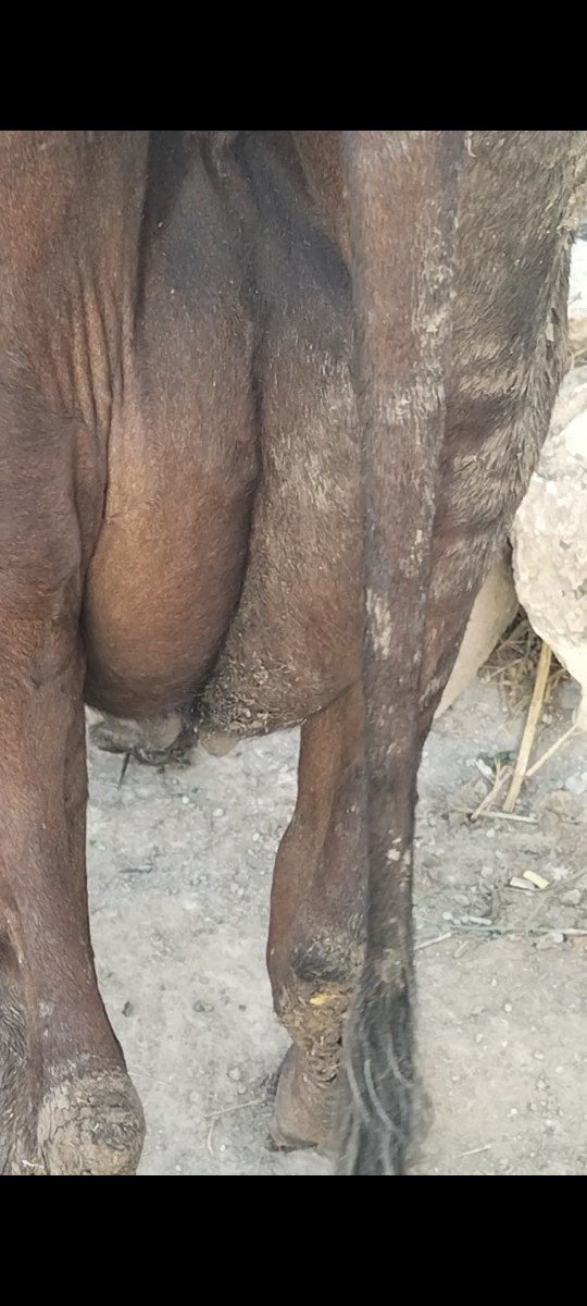 બે Hf ગાય વેચવા ની છે