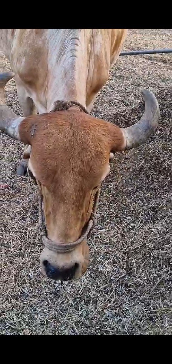 ગાય વેસવાનિ છે