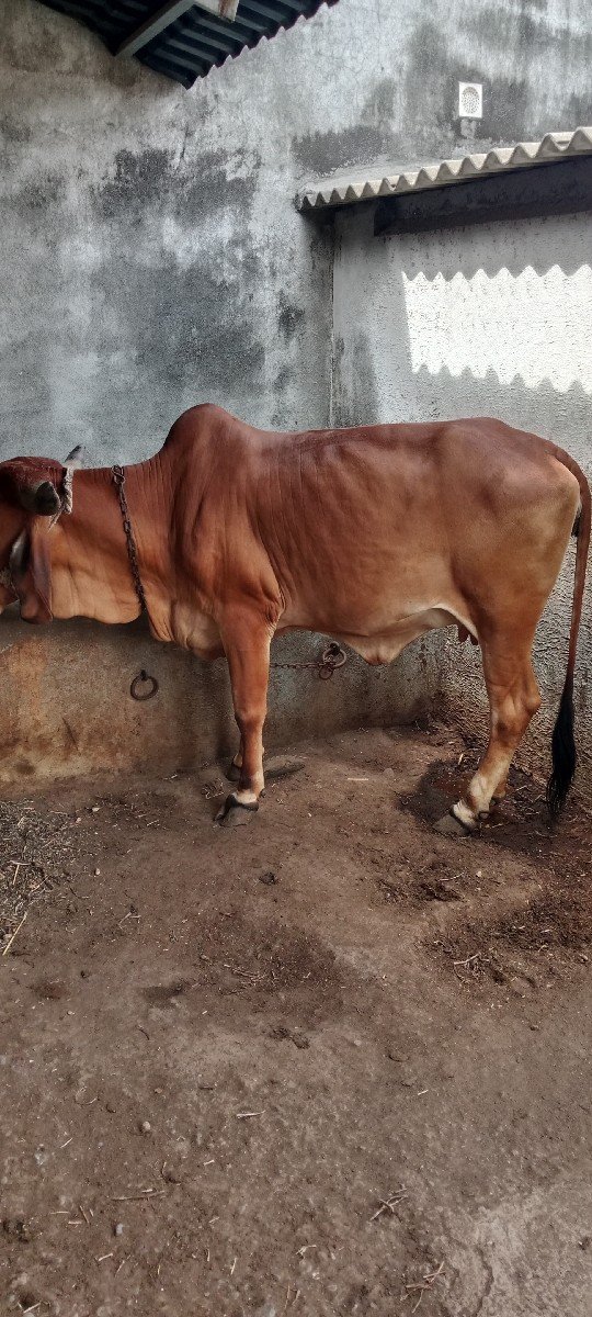 વેચવની છે