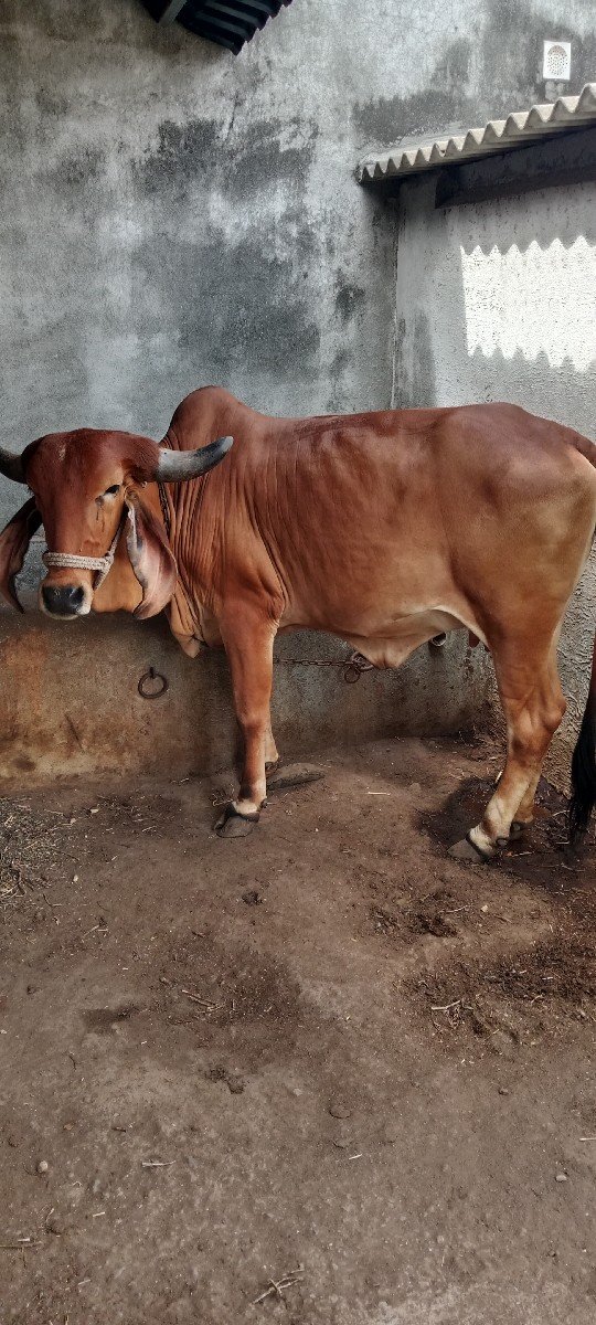 વેચવની છે