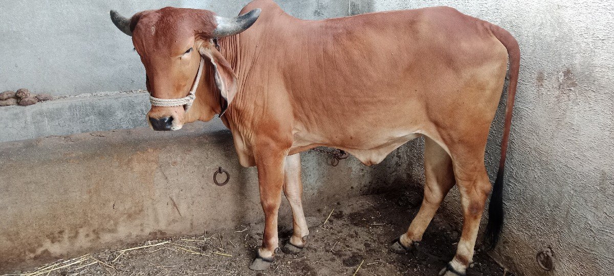 વેચવની છે