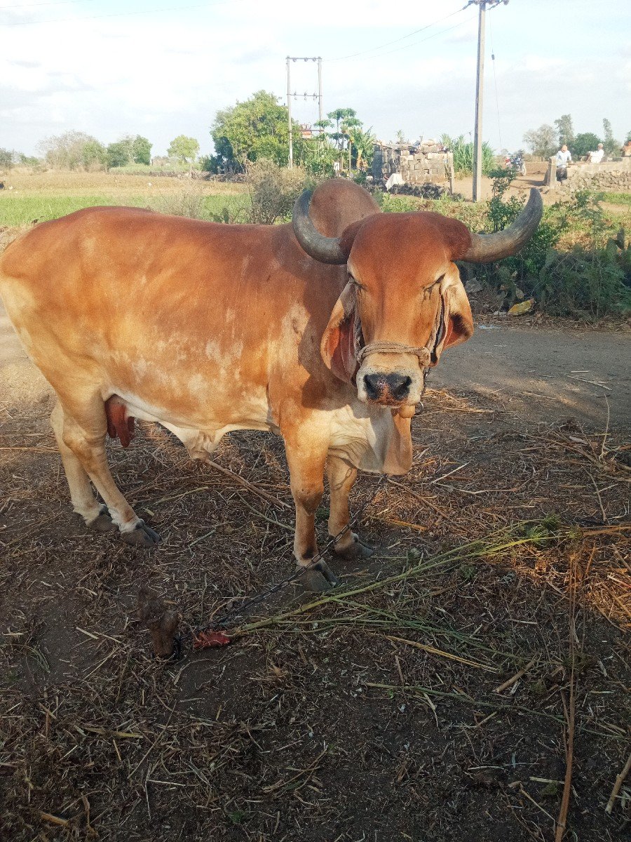 ગાય વેચવાની છે