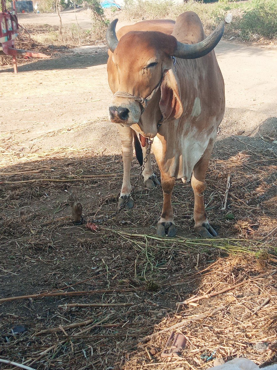 ગાય વેચવાની છે