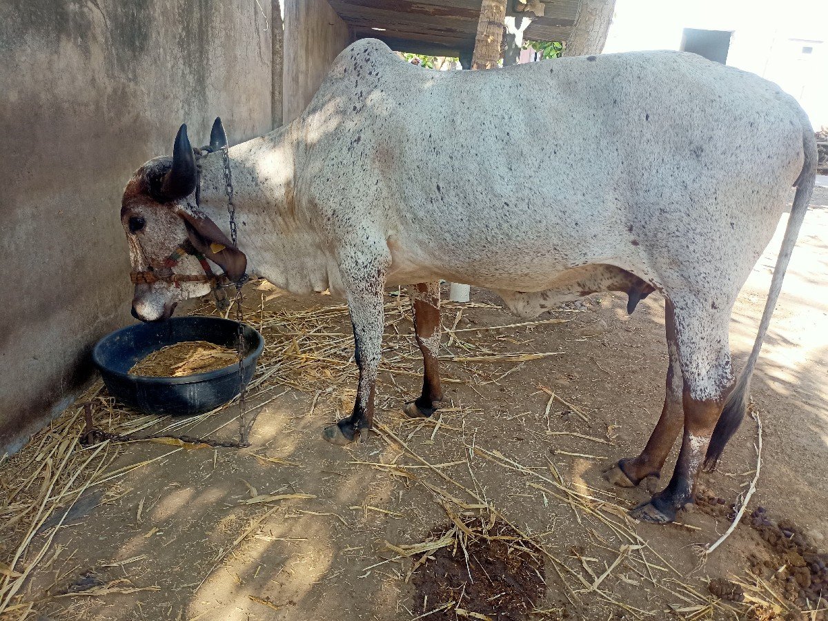 લીલડી ગાય વેચવાની છે