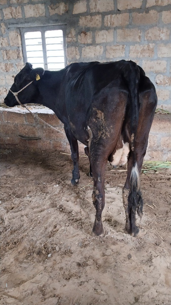 8 લિટર દૂધ હાલમાં છે