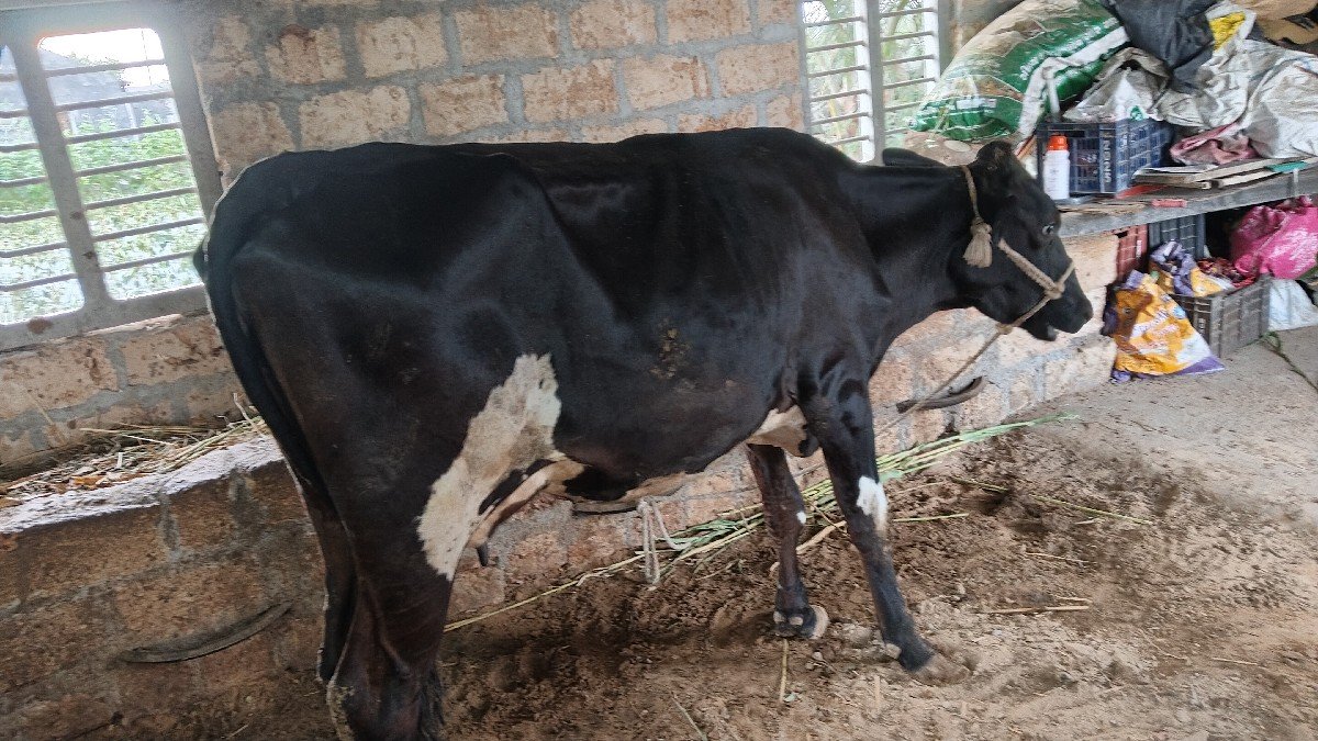 8 લિટર દૂધ હાલમાં છે