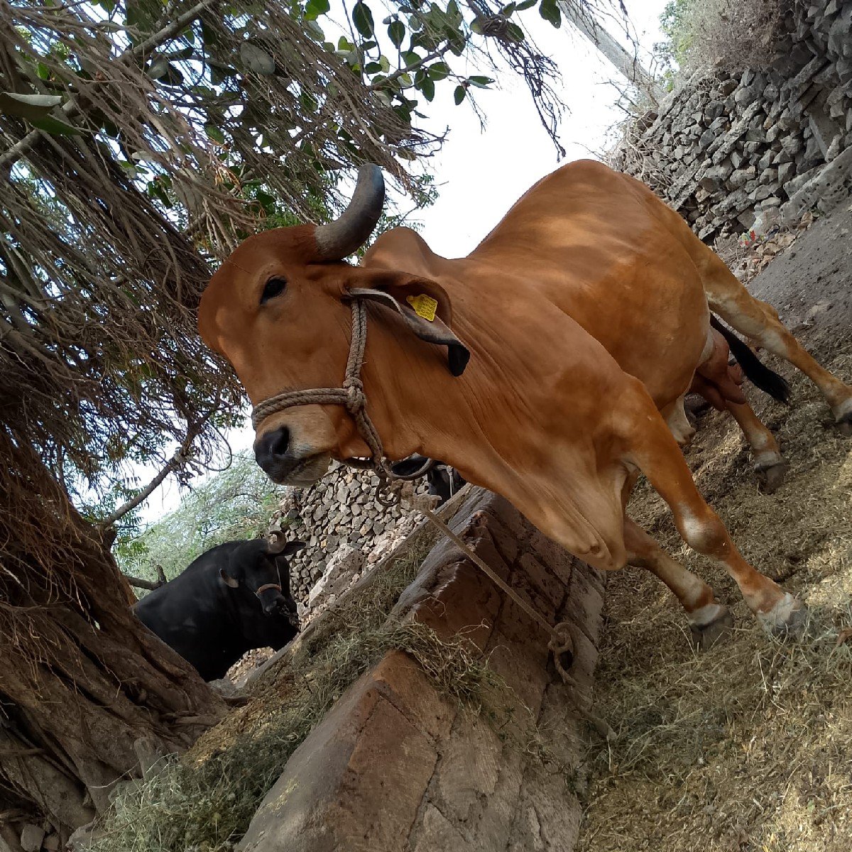 કાશી 20