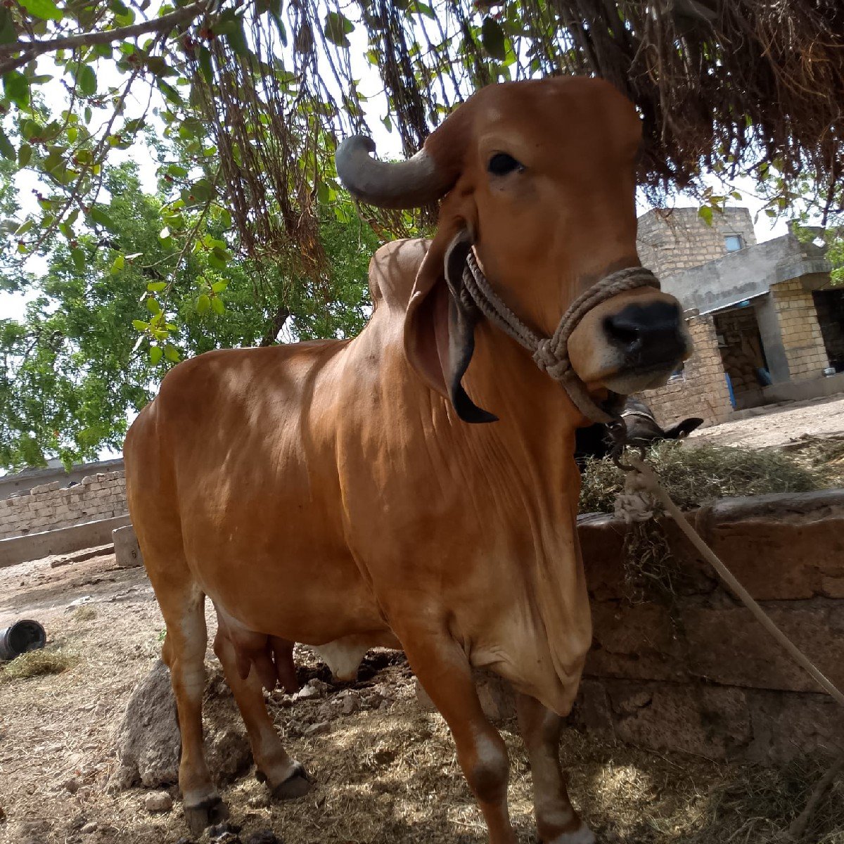 કાશી 20