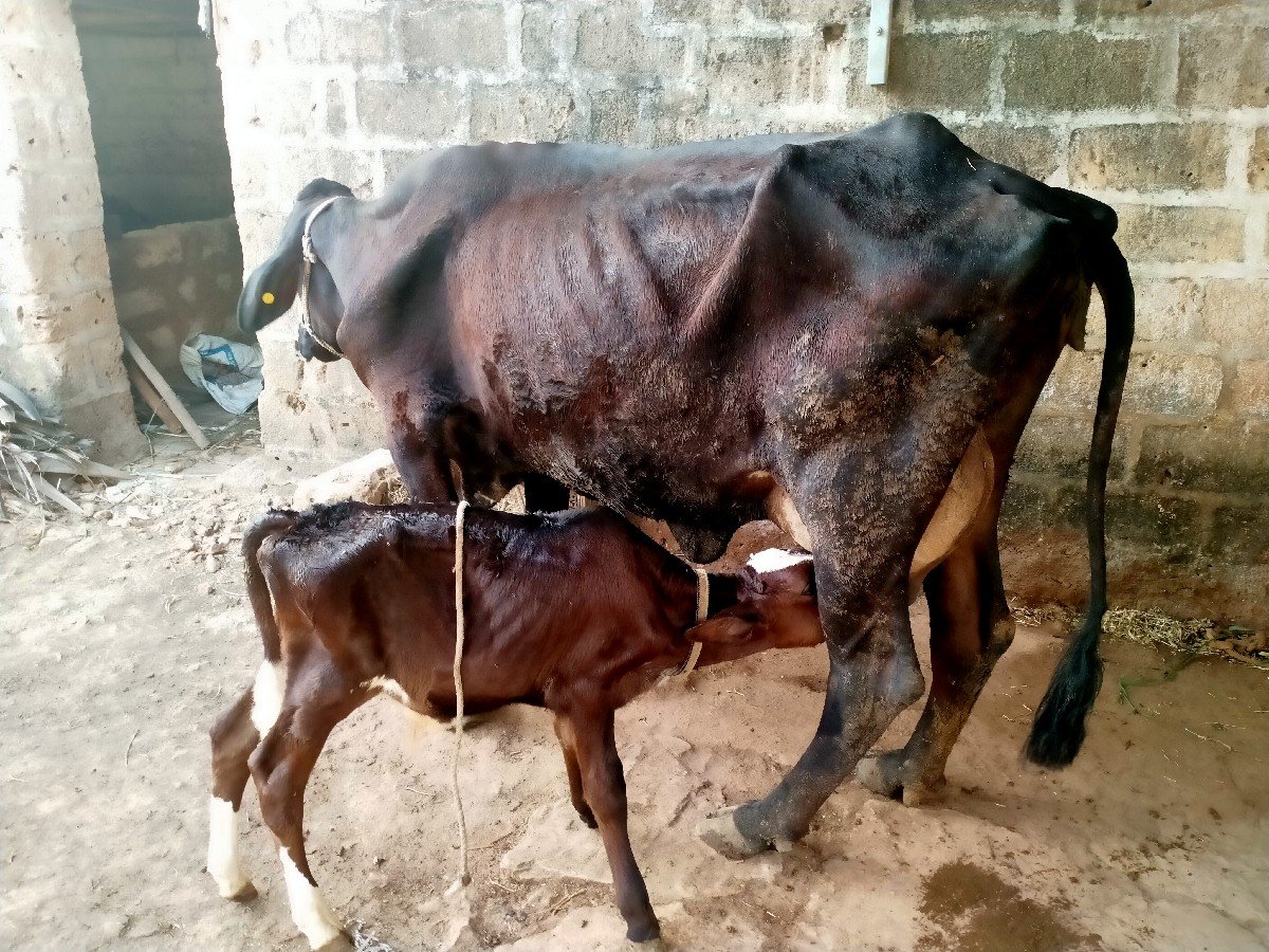 ગાયવેચવાનીસે8,5લીટરદુધ