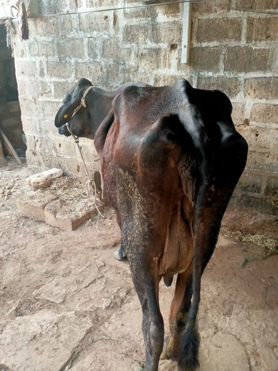 ગાયવેચવાનીસે8,5લીટરદુધ