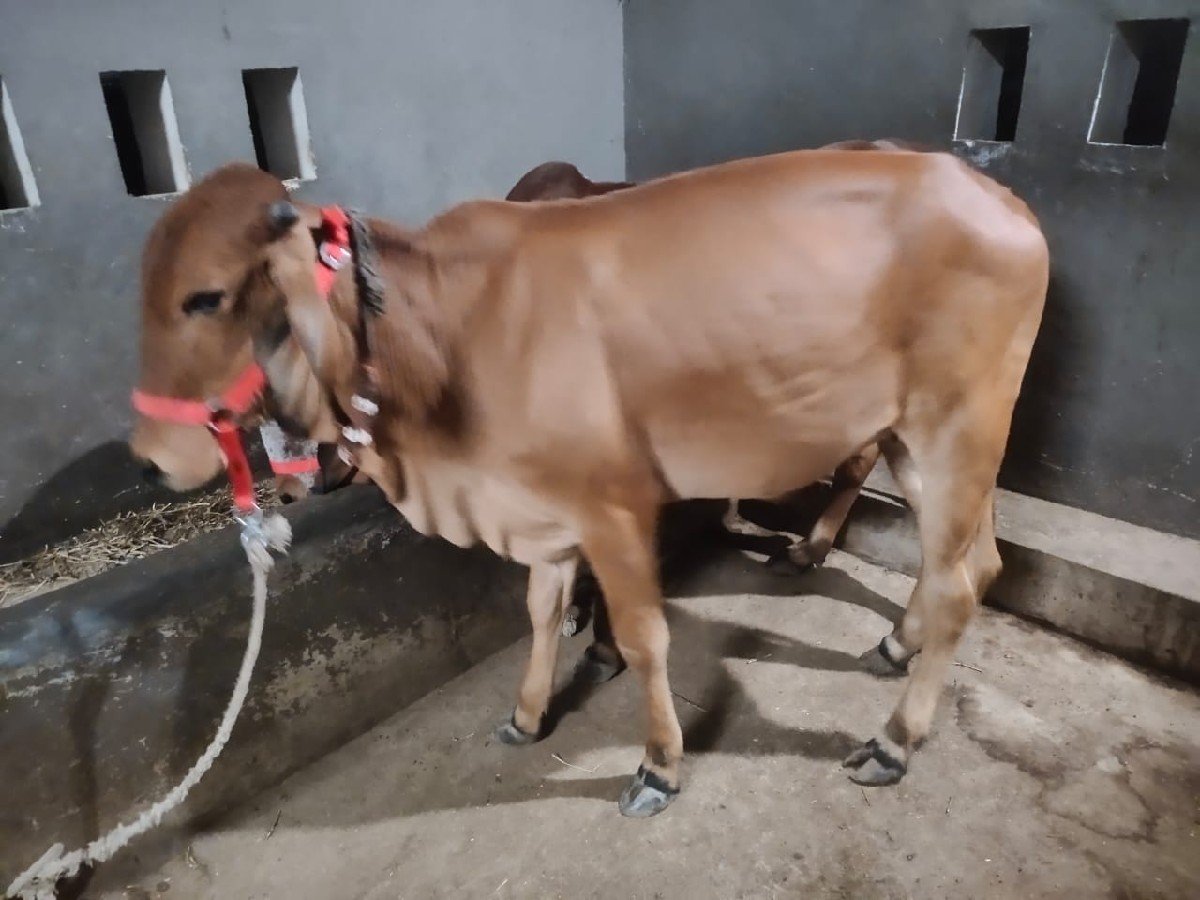 હોળકી વેચવાની છે