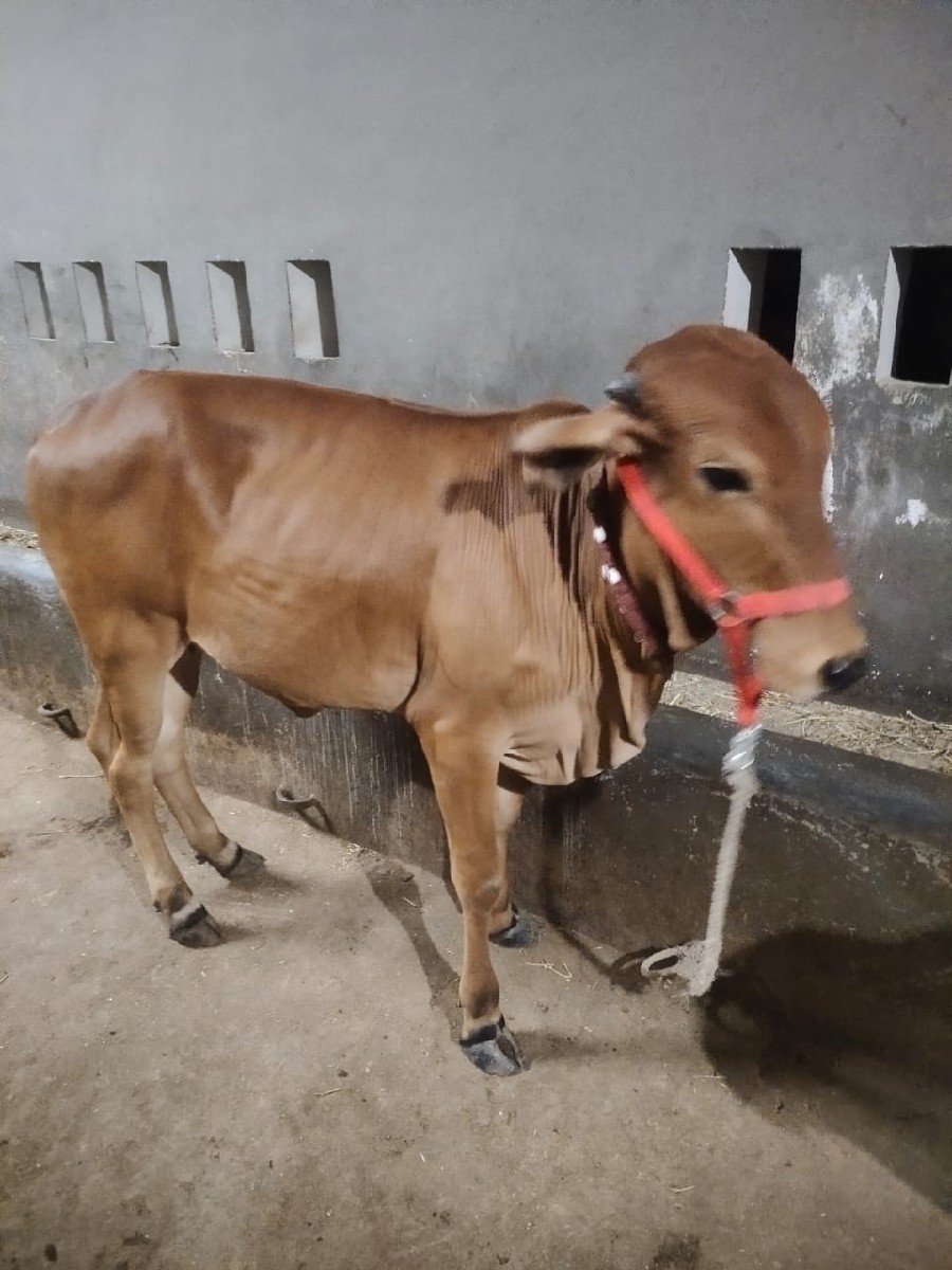 હોળકી વેચવાની છે