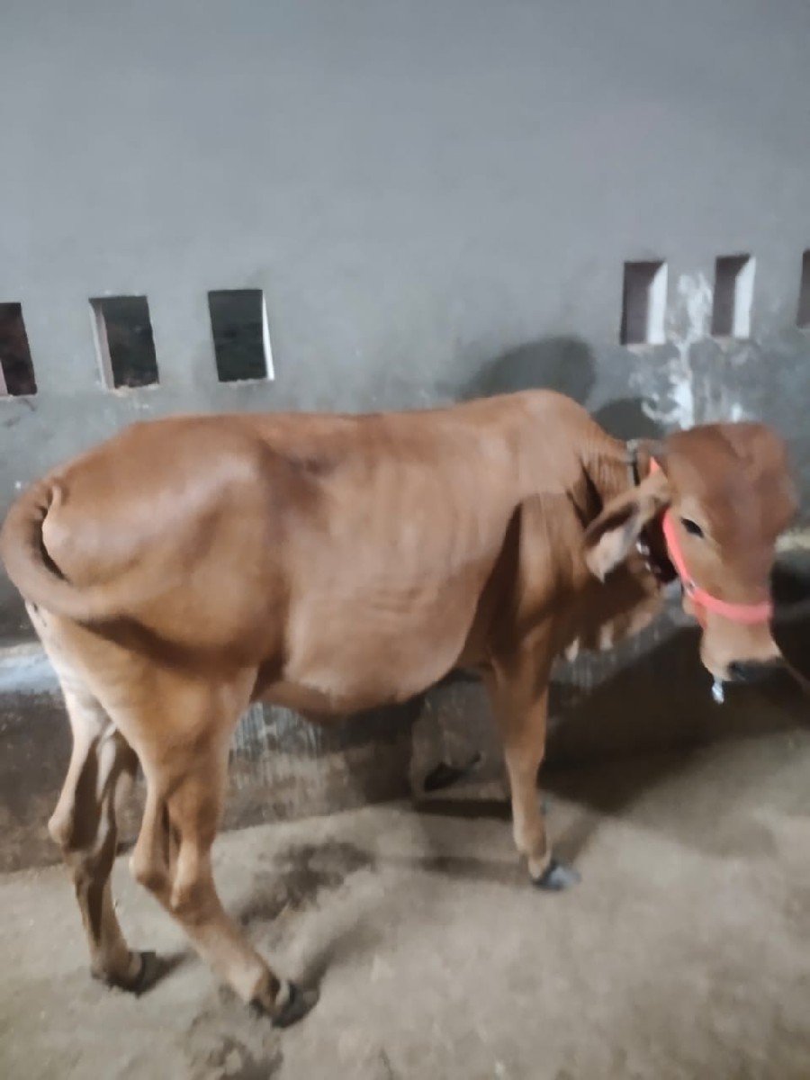 હોળકી વેચવાની છે