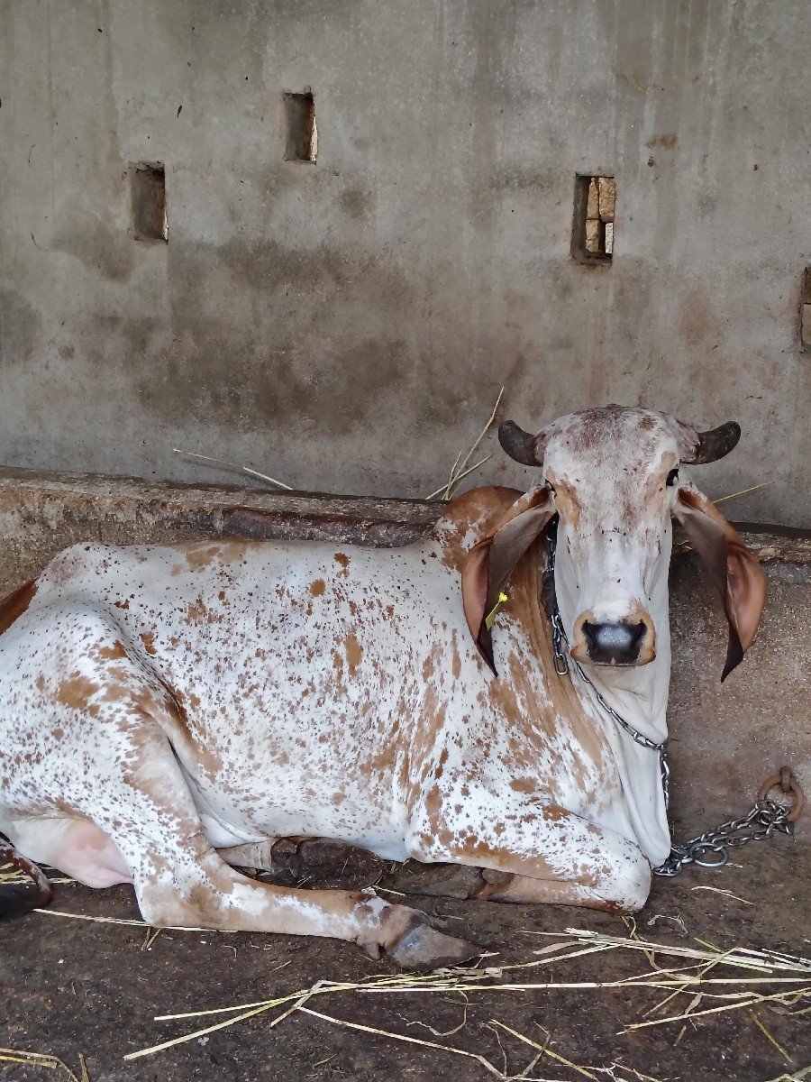 વેચવાની છે