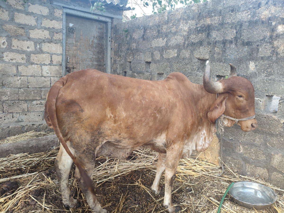 કપિલા ગાય