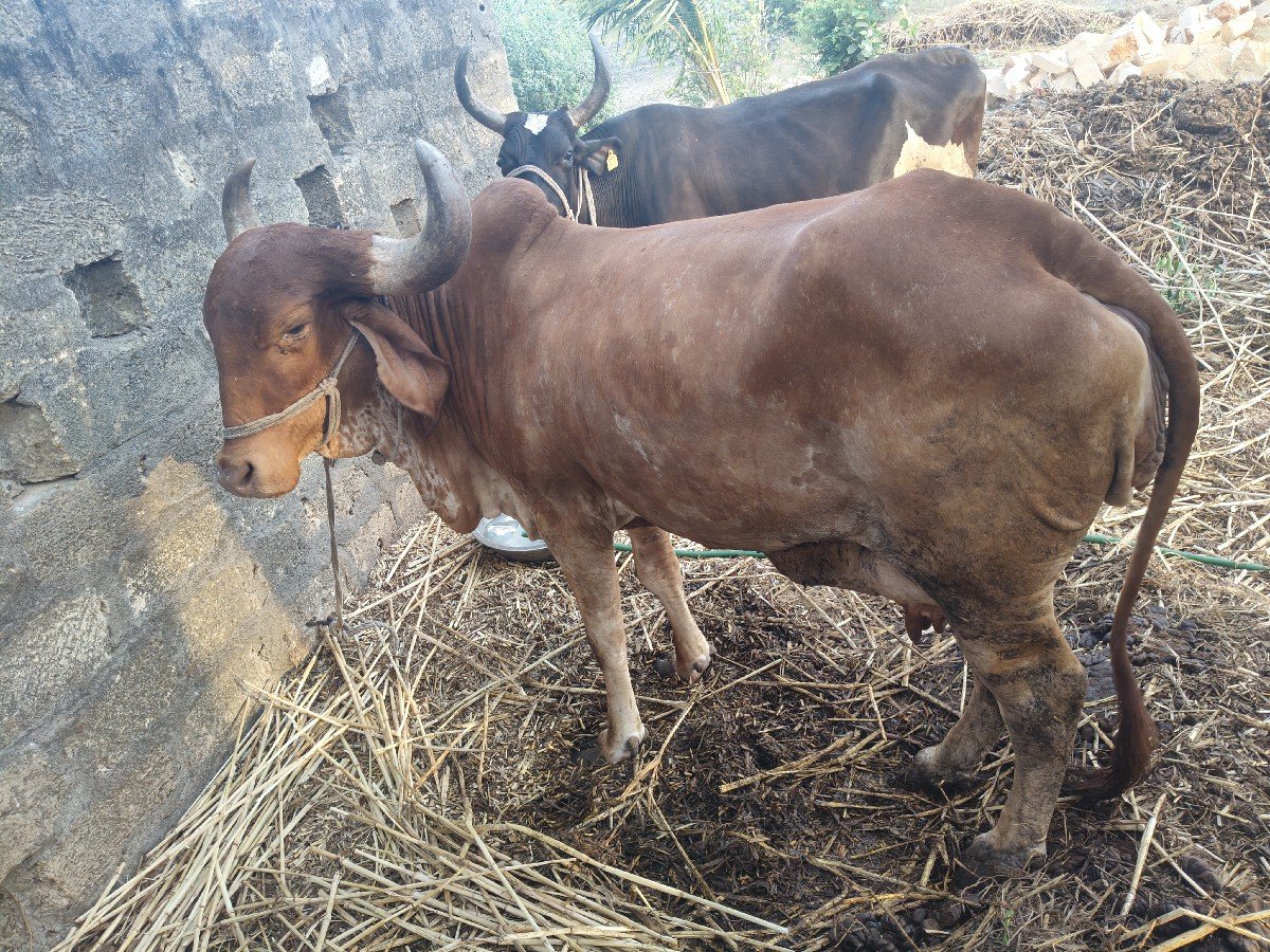 કપિલા ગાય