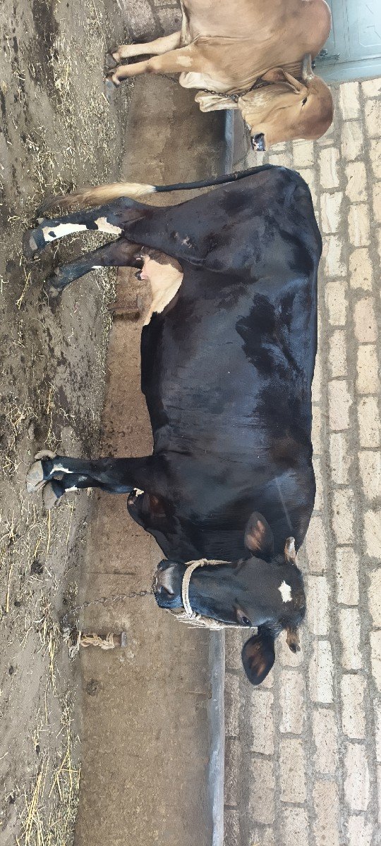 ગાય વેચવાની છે