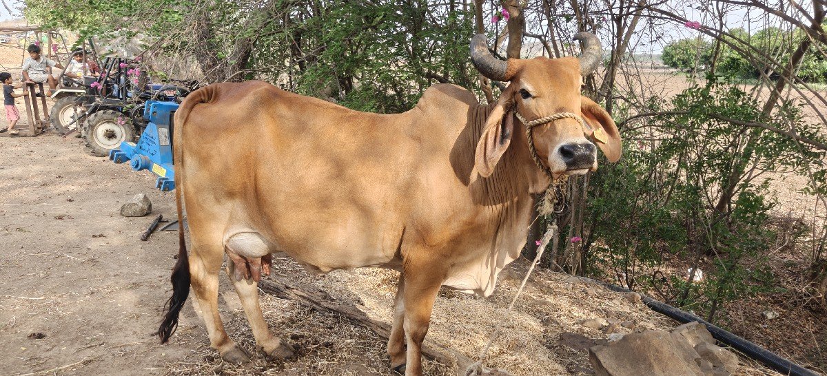 ગાય વેચવાની છે