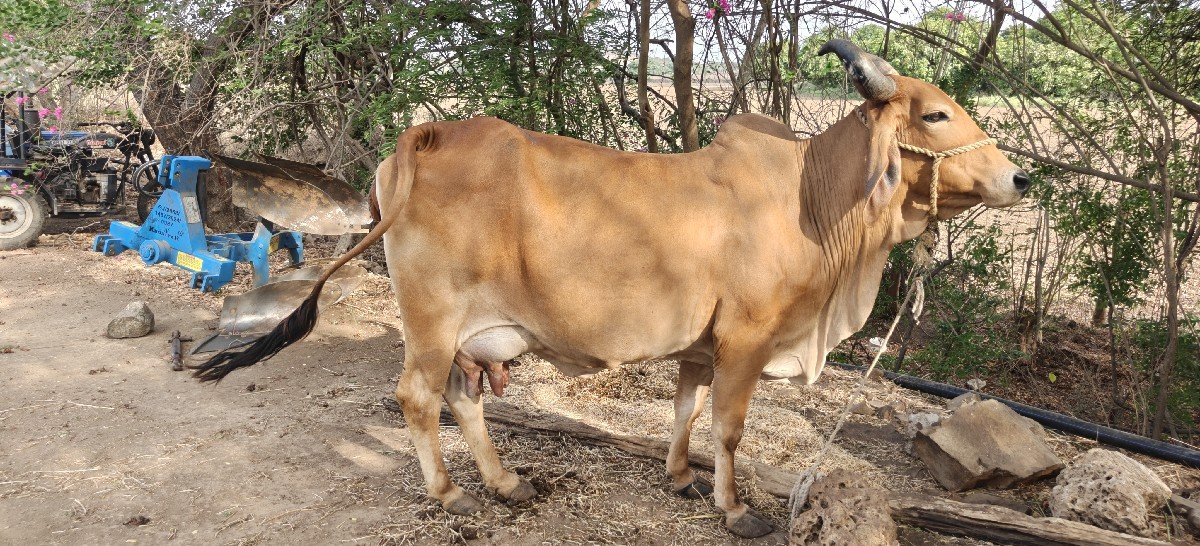 ગાય વેચવાની છે